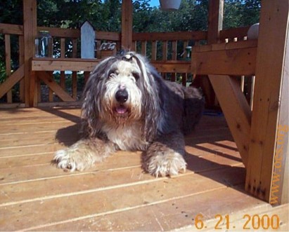 Higgins the Old English Sheepdog with his hair in a pony tail above his eyes, lying  on a natural wooden gazeebo.