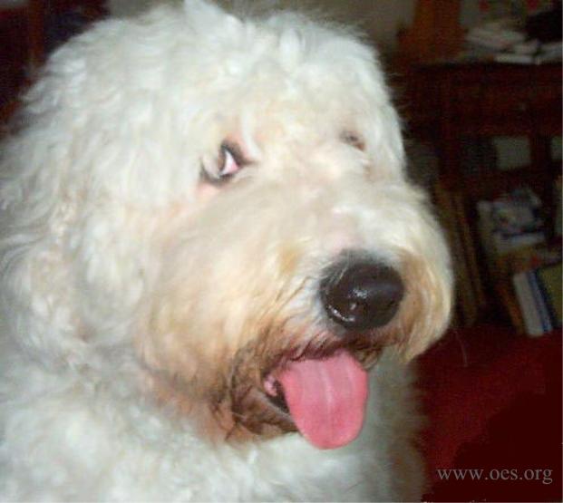 Closeup of an Old English Sheepdog with a huge white head and big pink tongue cutely hanging out.