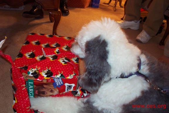 Jake the Old English Sheepdog, lying down, carefully opens a (huge!) red present. Between the ripped strips of wrapping paper, you can see that there are dog cookies inside.
