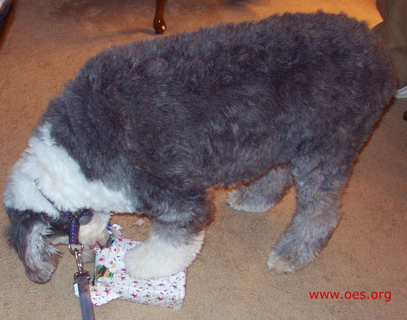 Jake the Old English Sheepdog, standing, carefully opens a wrapped present wrapped in white.