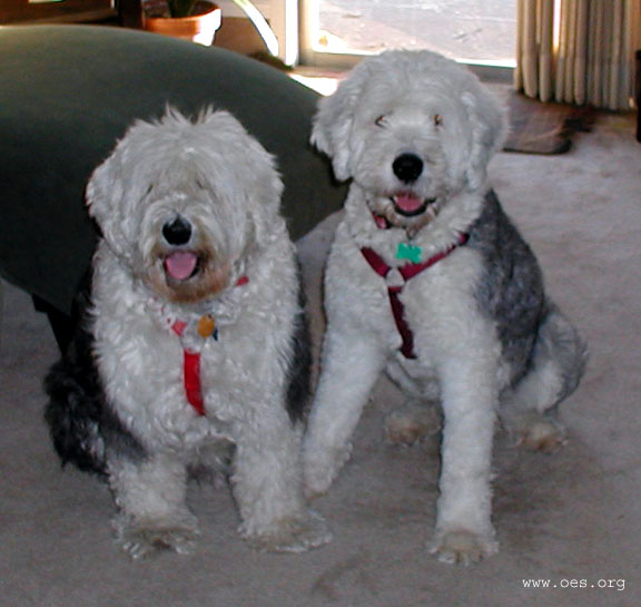 two sheepdogs wearing halter style leads waiting to go for a walk