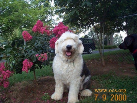 Widget the Old English Sheepdog sitting posed next to a Crepe Myrtle plant, while a nosey Black Lab looks in from the edge of the picture.