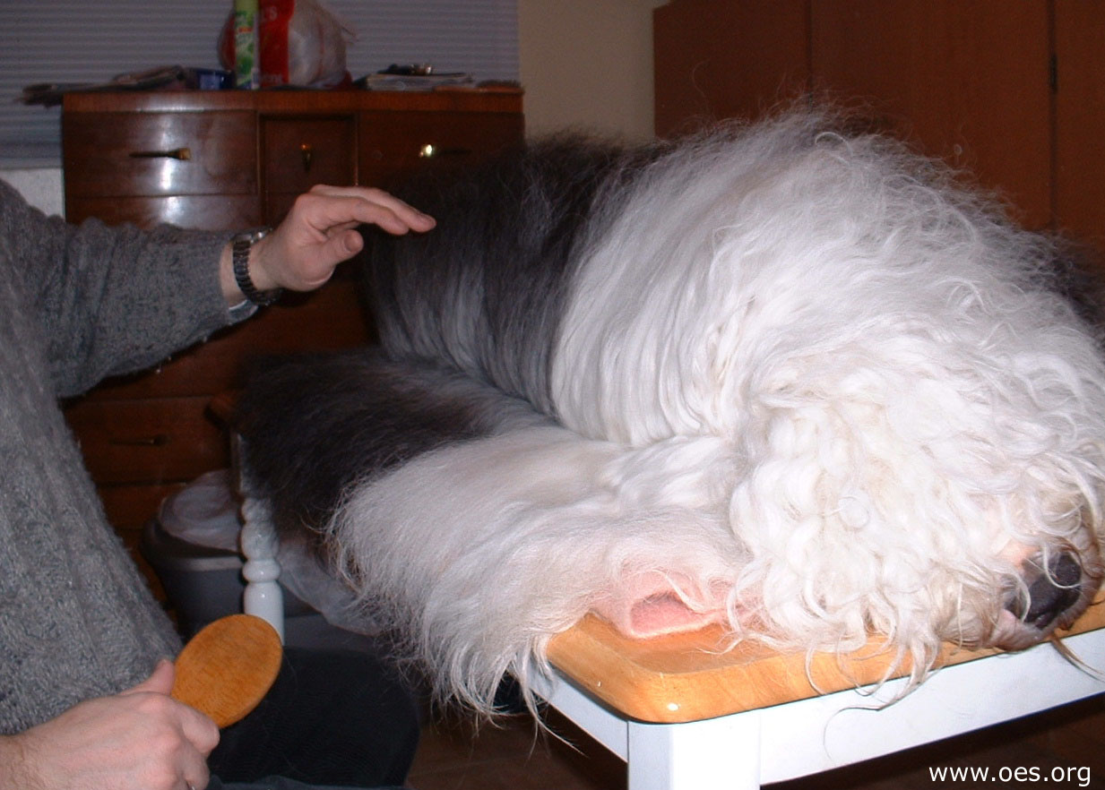 Line deals combing dog