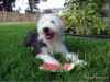 Abbie the OES lying in the grass with a big hunk of watermelon half eaten lying in front of her