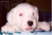 Baby Bently Blue, a very little 6 week old all white Old English Sheepdog Puppy, with bright red eyes, and a little itty bitty tongue poking out of his mouth.