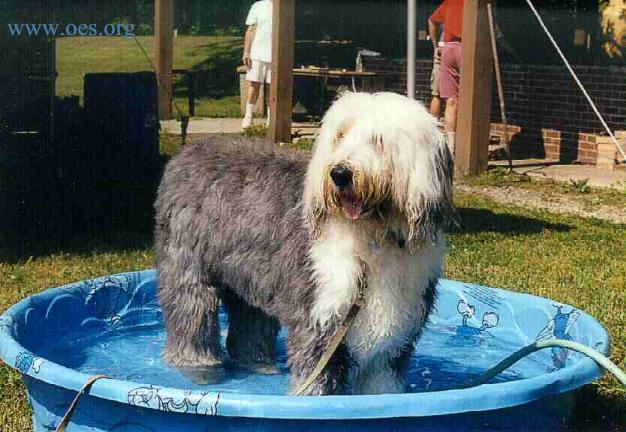 Old English Sheepdog standing in a wading pool.