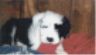Bear, a cute little Old English Sheepdog Puppy, playfully chews on the blanket of the human bed on which he is lying.
