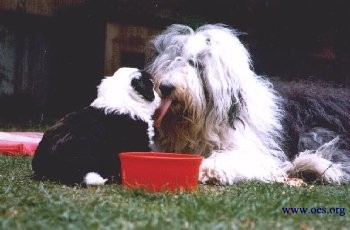 A big Old English Sheepdog licks her little black and white puppy. A big red dog dish is in the foreground.