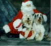 Santa Clause is half-lying on the floor with a professional studio background, holding and hugging two Old English Sheepdogs.