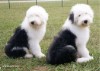 Two Old English Sheepdogs looking back over their shoulders towards the camera, sitting in a grass field.