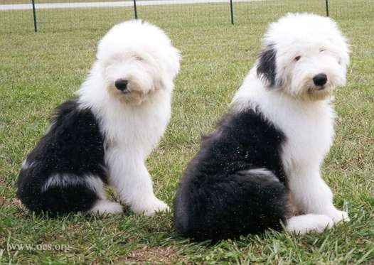 Two Old English Sheepdogs looking back over their shoulders towards the camera, sitting in a grass field.
