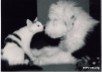 Black and white photo of a black and white cat nose-to-nose with a black and white Old English Sheepdog Puppy.