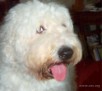 Closeup of an Old English Sheepdog with a huge white head and big pink tongue cutely hanging out.