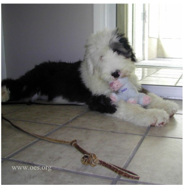 Four Month old Humphrey the Old English Sheepdog lying on a big tiled floor with a Booda doll in his mouth.