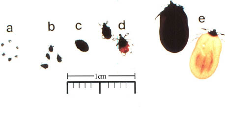 Tick Size Chart