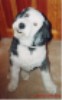 Jake the Sheepdog, with his head tilted and looking at the camera with an innocent look