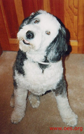 Jake the Sheepdog, with his head tilted and looking at the camera with an innocent look