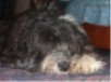 Benji is lying on the carpet in the bedroom, and is quite a large ballof mostly black hair.