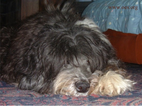 Benji is lying on the carpet in the bedroom, and is quite a large ballof mostly black hair.