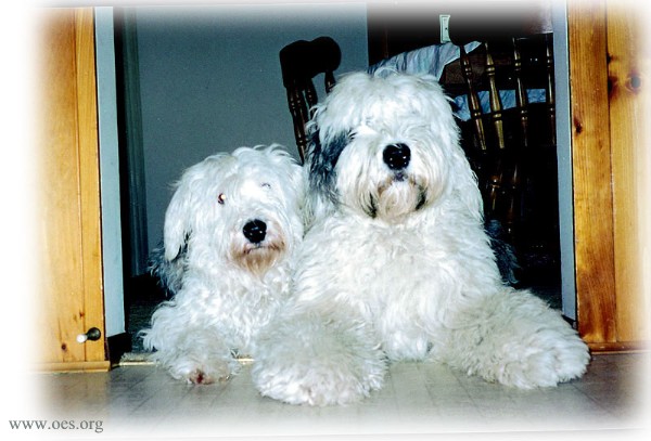 Two Old English Shepdogs lying in a doorway, expectantly. The larger dog is on the right.