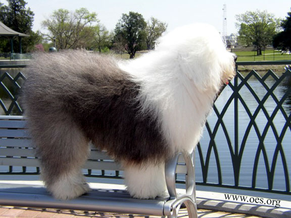 Old English Sheepdog