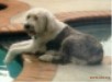PK the Old English Sheepdog lying by the side of a pool that is lined with brick.