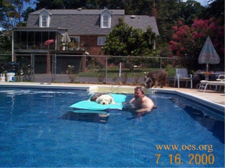 Raleigh the Old English Sheepdog with his owner in the pool.  Raleigh is lying on an inflatable raft.