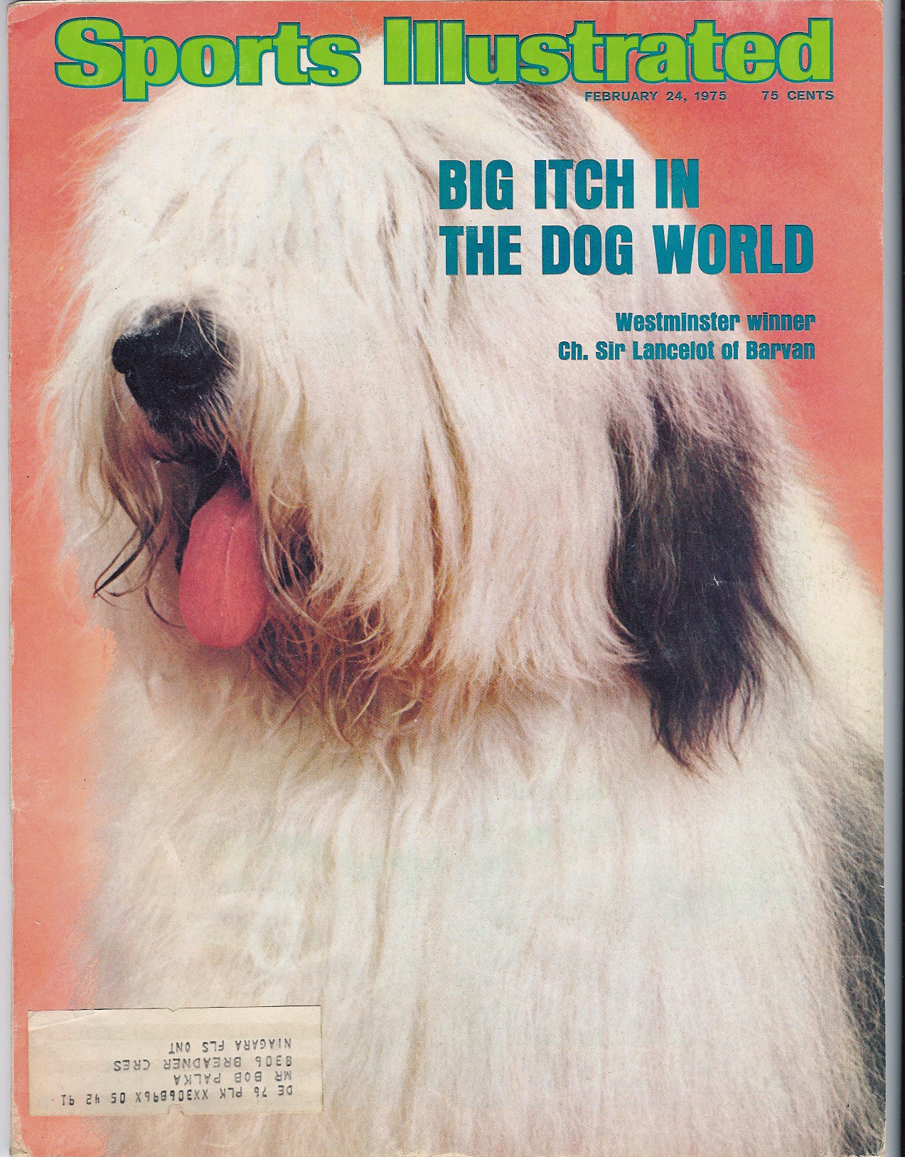 Cover of the February twenty fourth  1975 issue of Sports Illustrated magazine. The cover shows a very hairy Old English Sheepdog with its tongue hanging way out. The cover reads Big Itch in the Dog World, Westminster winner Champion Sir Lancelot of Barvan