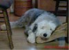 Sampson the Old English Sheepdog lying under the kitchen table with his head up on one of the legs of the table.