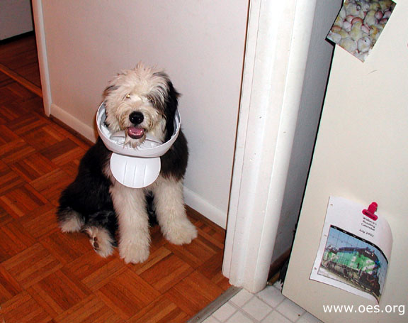 Shayleigh the Old English Sheepdog sitting near the kitched door with a push-open trash can lid around her neck.