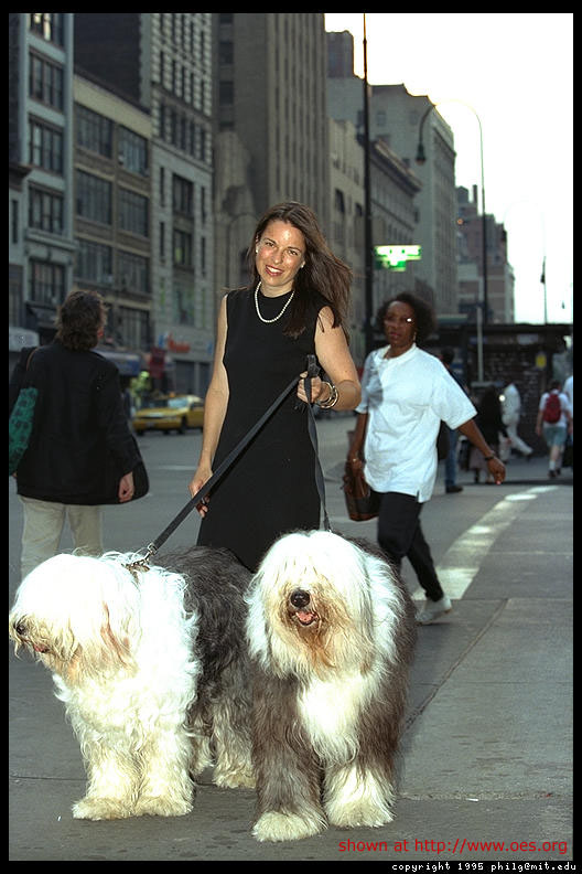 A woman walks her two Sheepdogs on a busy sidewalk in New York City