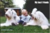 Two Old English Sheepdogs on either side of a little blond heaired boy. The photo is titled My Best Friends