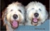 A closeup of two very excited and bright eyed Old English Sheepdogs peering over a blue couch.  The dog on the right has extremely blue eyes.