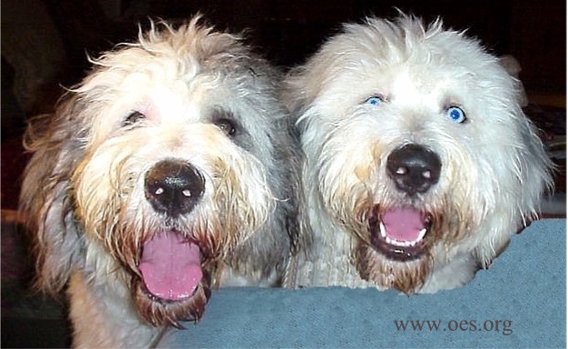 A closeup of two very excited and bright eyed Old English Sheepdogs peering over a blue couch.  The dog on the right has extremely blue eyes.