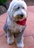 Sheepdog sitting on a pink slate patio wearing a red bandana