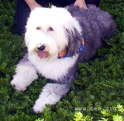 A sheepdog lying on the greenery on the ground