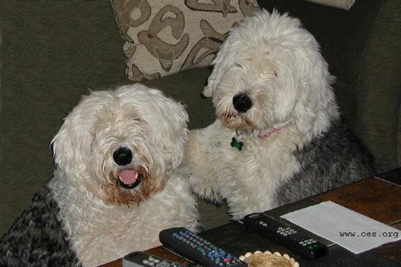 Two sheepdogs, one hugging the other