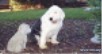 Widget the Old English Sheepdog looks at a little concrete statue of an Old English Sheepdog