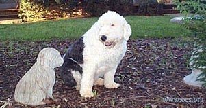 Widget the Old English Sheepdog looks at a little concrete statue of an Old English Sheepdog