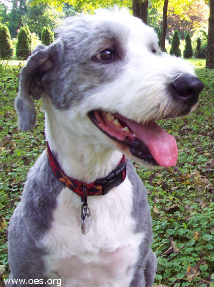 Picture of Winston the Old English Sheepdog in the backyard of his 4 month foster home in Massachusetts