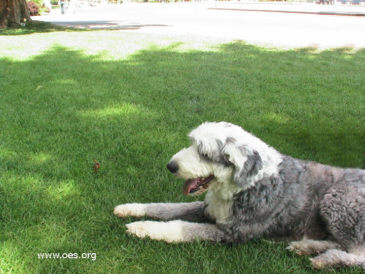 Picture of Winston the Old English Sheepdog Lying in the grass across the street from Niagara Falls