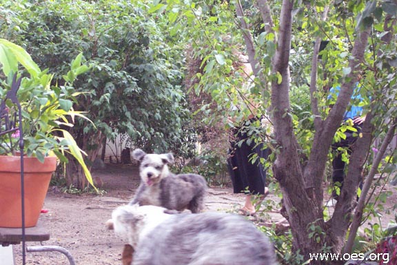 Picture of Winston the Old English Sheepdog playing with another Old English Sheepdog, Sarah