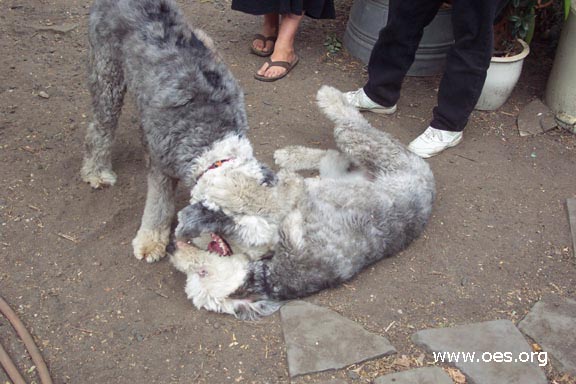 Picture of Winston the Old English Sheepdog playing with another Old English Sheepdog, Sarah - 2