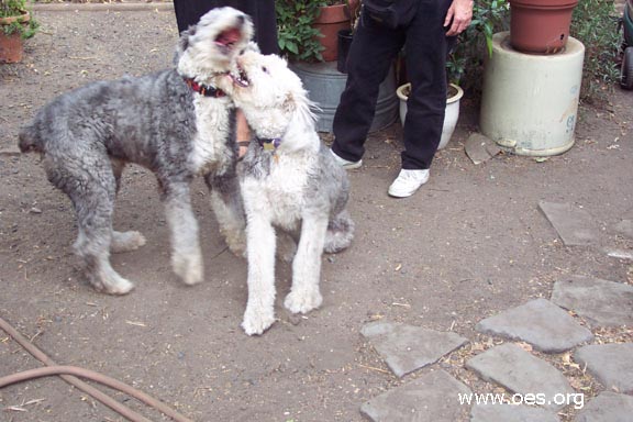 Picture of Winston the Old English Sheepdog playing with another Old English Sheepdog, Sarah-3