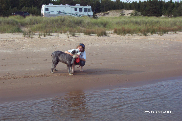 Picture of Winston the Old English Sheepdog On the beach at Lake Michigan