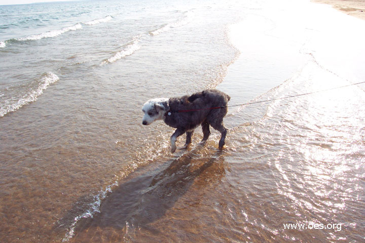 Picture of Winston the Old English Sheepdog in the water at Lake Michigan