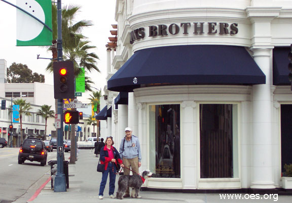 Picture of Winston the Old English Sheepdog on Rodeo Drive in Beverly Hills