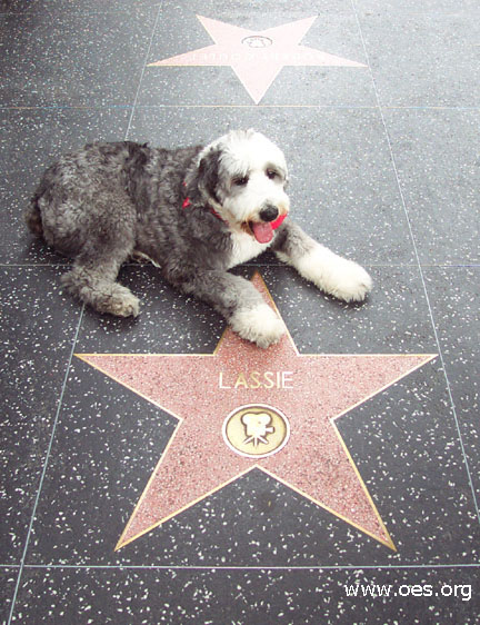 Picture of Winston the Old English Sheepdog lying next to Lassie's star on the Hollywood Walk of Fame