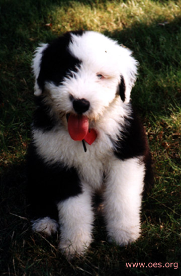 Annie the Old English Sheepdog poses for the camera.