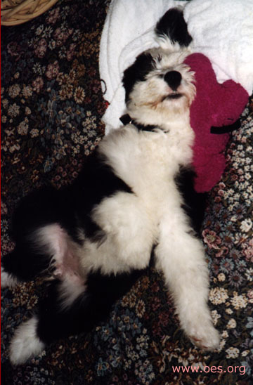 Annie the Old English Sheepdog sleeping spread eagled on her back with her paws in the air